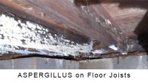 Aspergillus on floor joist in Mooresville NC