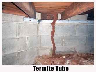 termite tube - Charlotte Crawlspace Solutions - 704-989-8219